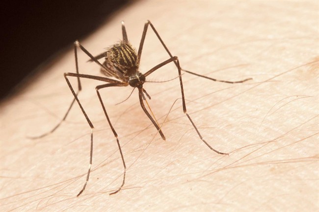 Mosquito