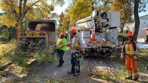 Tree - Storm Clean-Up