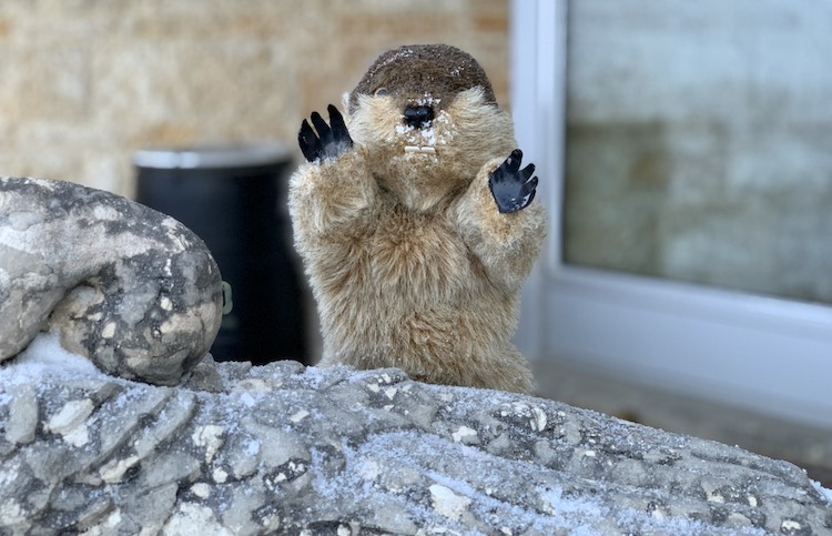 Manitoba Merv