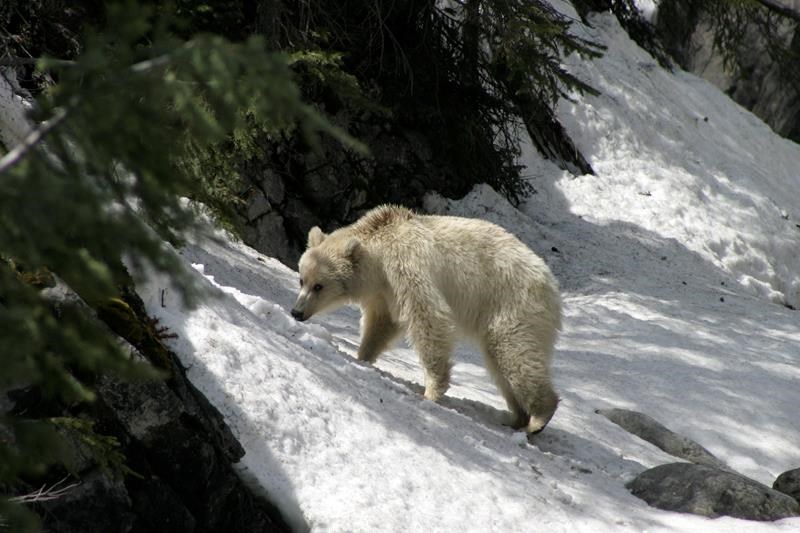 White Grizzly Bear